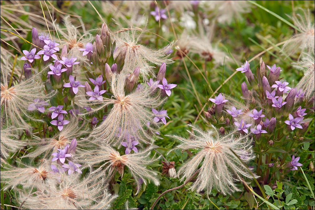 Image de <i>Gentianella anisodonta</i> ssp. <i>calycina</i>