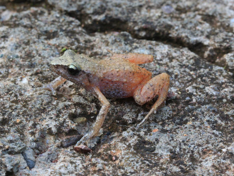 Image of Eleutherodactylus rufescens (Duellman & Dixon 1959)