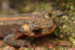 Image of Northern Banded Newt