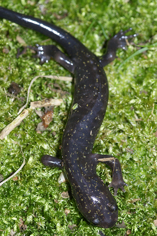 Image of Hida Salamander