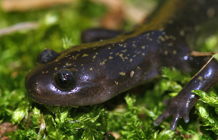 Image of Hida Salamander