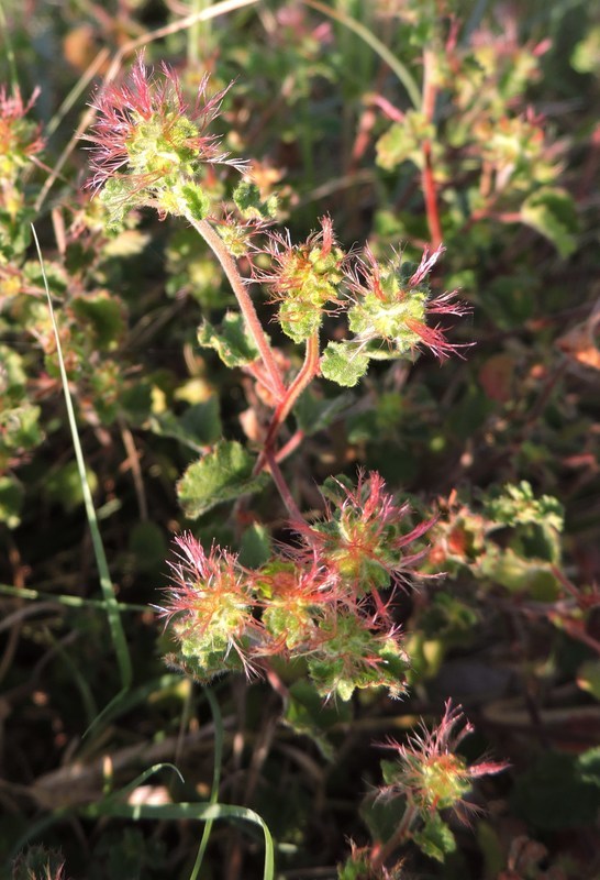 Image of round copperleaf