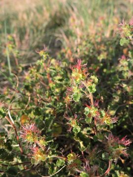 Image de Acalypha monostachya Cav.