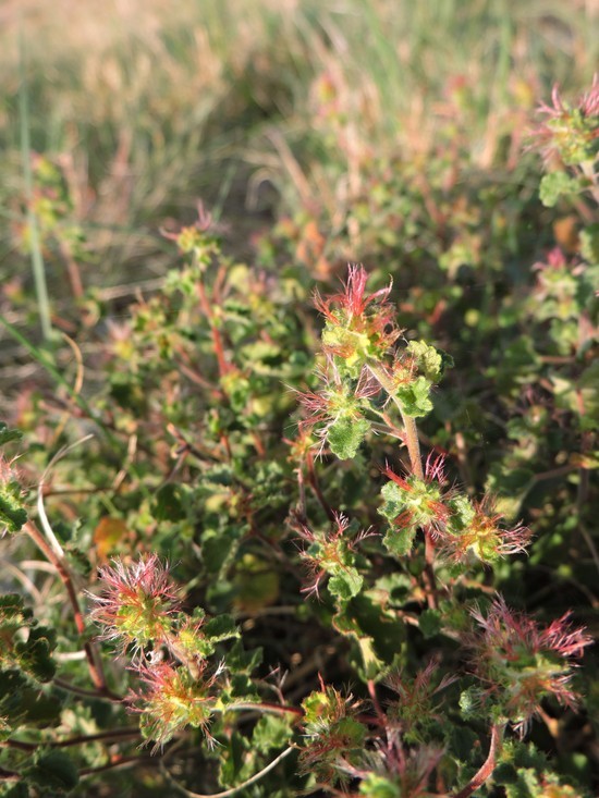 Acalypha monostachya Cav.的圖片