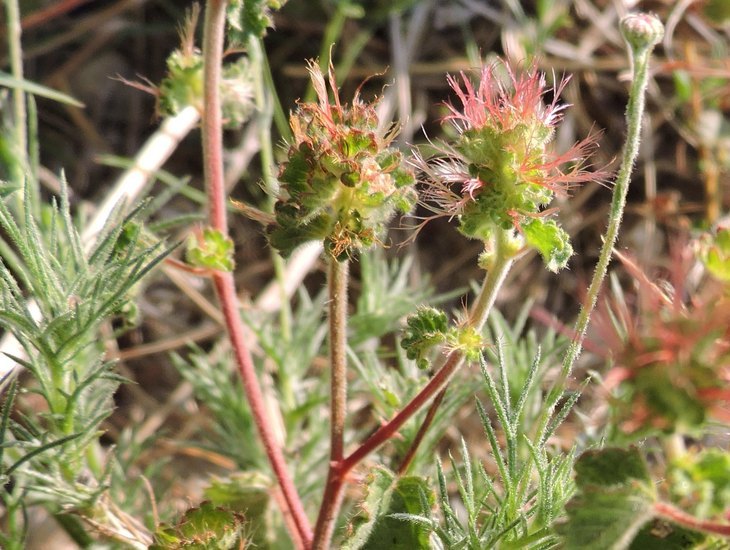 Acalypha monostachya Cav.的圖片