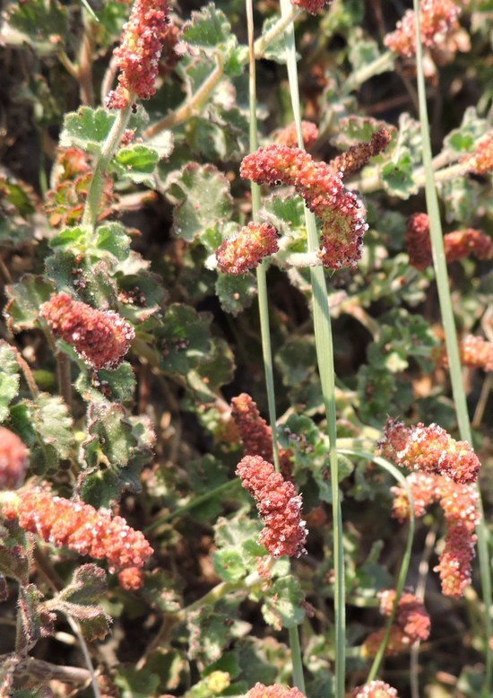 Image of round copperleaf