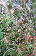 Image of round copperleaf