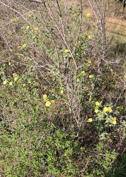 Image of whiteleaf Indian mallow