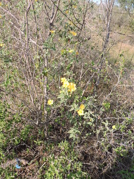 Image of whiteleaf Indian mallow