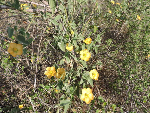 Image of whiteleaf Indian mallow