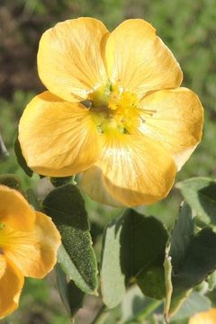 Image of whiteleaf Indian mallow