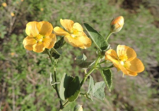 Image of whiteleaf Indian mallow