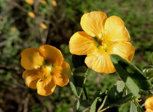 Image of whiteleaf Indian mallow