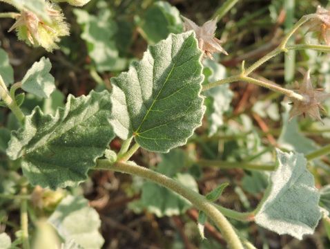 Plancia ëd Hermannia texana A. Gray