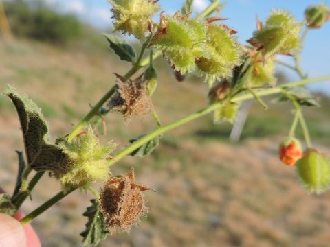 Image of Texas burstwort