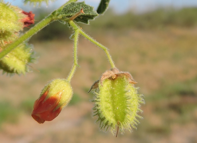 Image of Texas burstwort