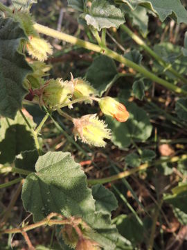 Image of Texas burstwort