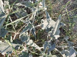 Image of devil's bouquet