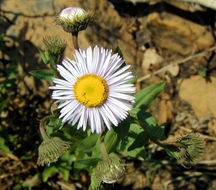 Image of aspen fleabane