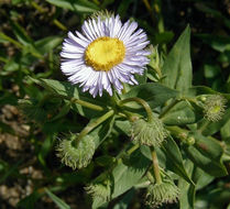 Image of aspen fleabane