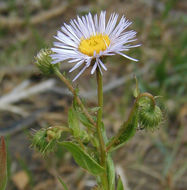 Image of aspen fleabane