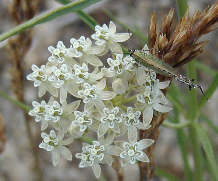 Image of horsetail milkweed