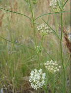 Image of horsetail milkweed