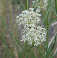 Image of horsetail milkweed