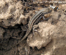 Image of Mountain Swift