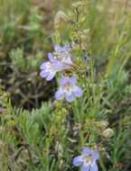 Plancia ëd Penstemon linarioides var. coloradoensis (A. Nelson) C. C. Freeman