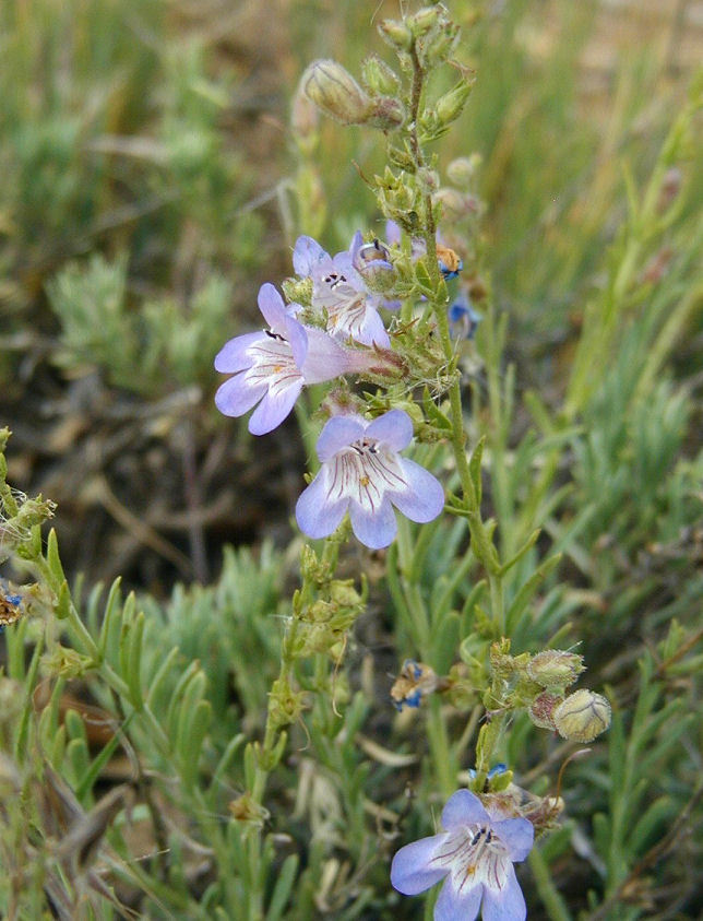 Plancia ëd Penstemon linarioides var. coloradoensis (A. Nelson) C. C. Freeman