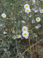 Image de Erigeron pumilus Nutt.