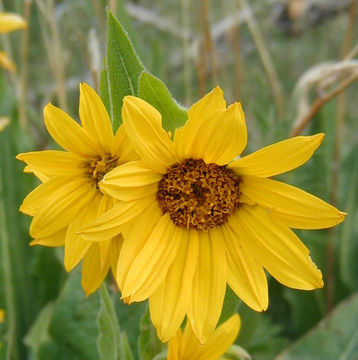 Image of Arizona mule-ears