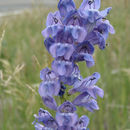 Image of dusty beardtongue