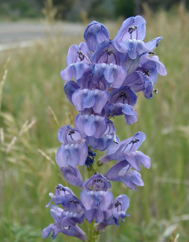 Image of dusty beardtongue