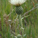 Image of Tracy's Thistle