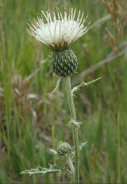 Cirsium tracyi (Rydb.) Petr.的圖片