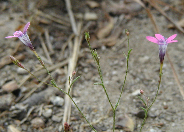 Image of Bridges' gilia