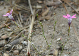 Image of <i>Gilia leptalea</i> ssp. <i>bicolor</i>