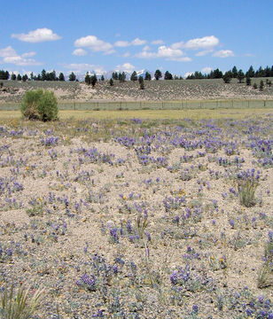 Image of Mono Lake lupine