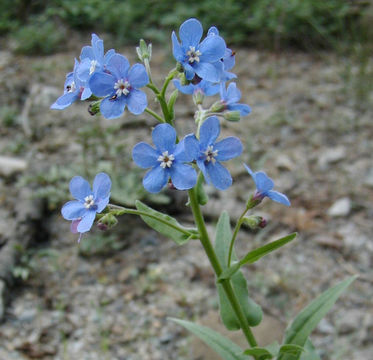 Image of velvet stickseed