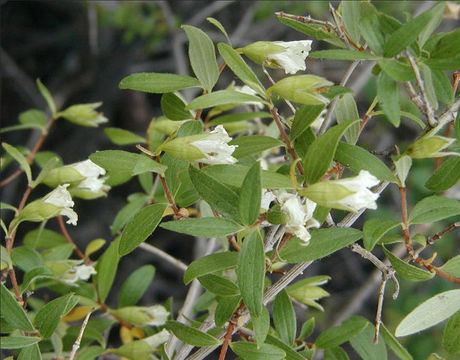 Image of littleleaf mock orange