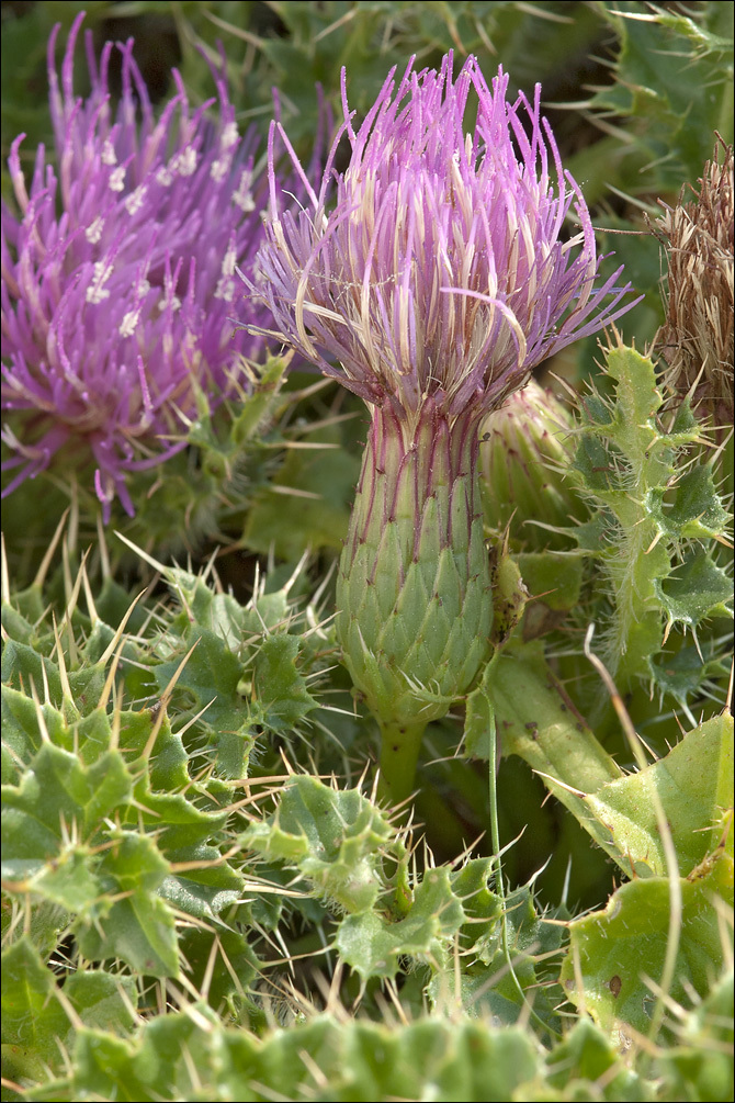 Cirsium acaule (L.) Scop. resmi