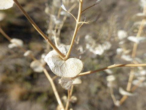 Image of clasping pepperweed