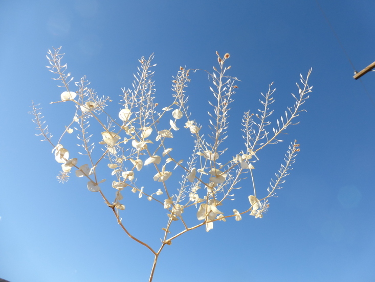 Image of clasping pepperweed