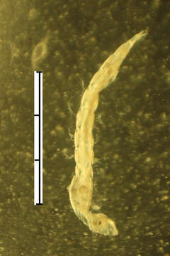 Image of frog-biting midges