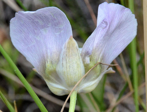 Calochortus gunnisonii S. Watson resmi