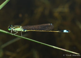 Sivun Ischnura senegalensis (Rambur 1842) kuva