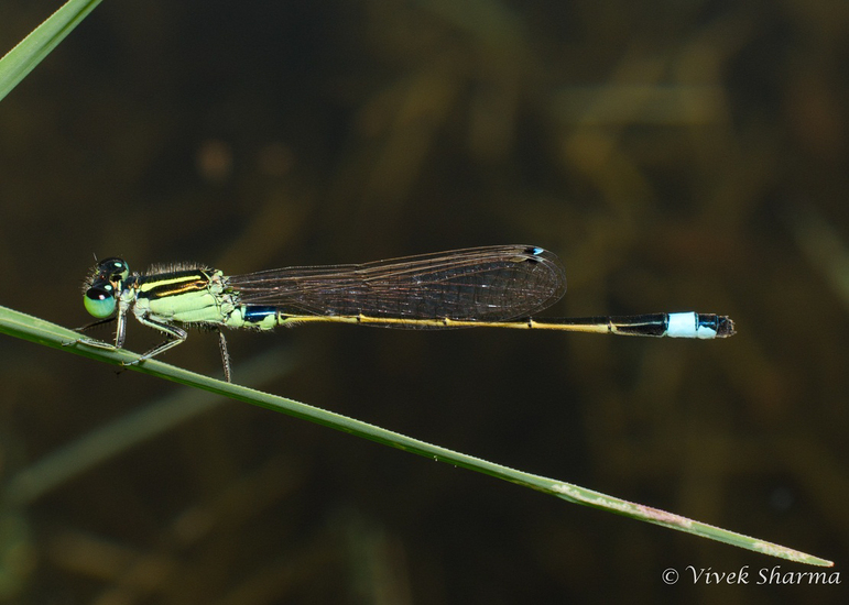 Image of Senegal bluetail