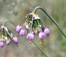 Image of Lady's leek